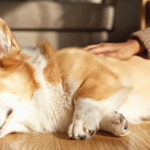 犬目線で美人主人とSEX!私は夫に内緒で従順なペットを飼っています-寂しい巨乳若妻のナマ交尾と飼育愛- 菊乃らん - 1
